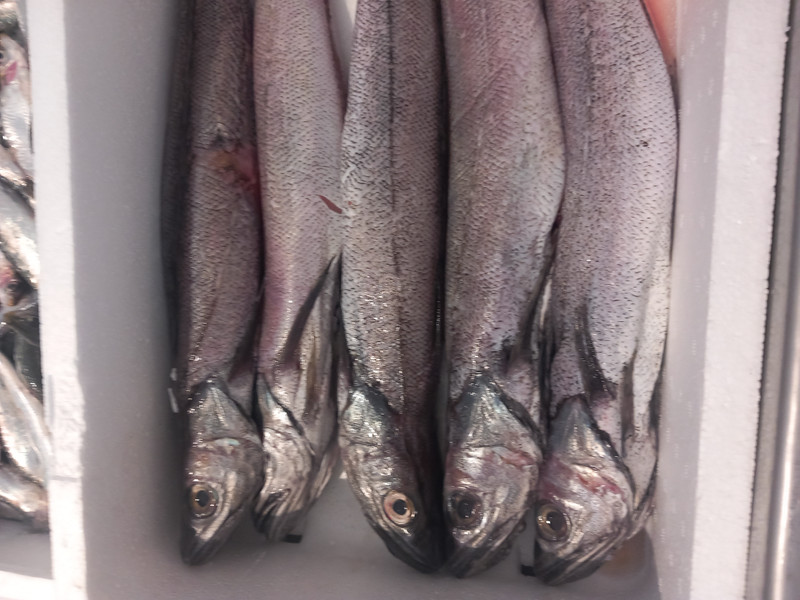 Pescada