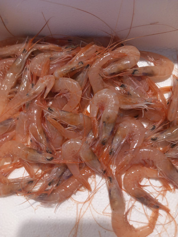 Gamba Fresca